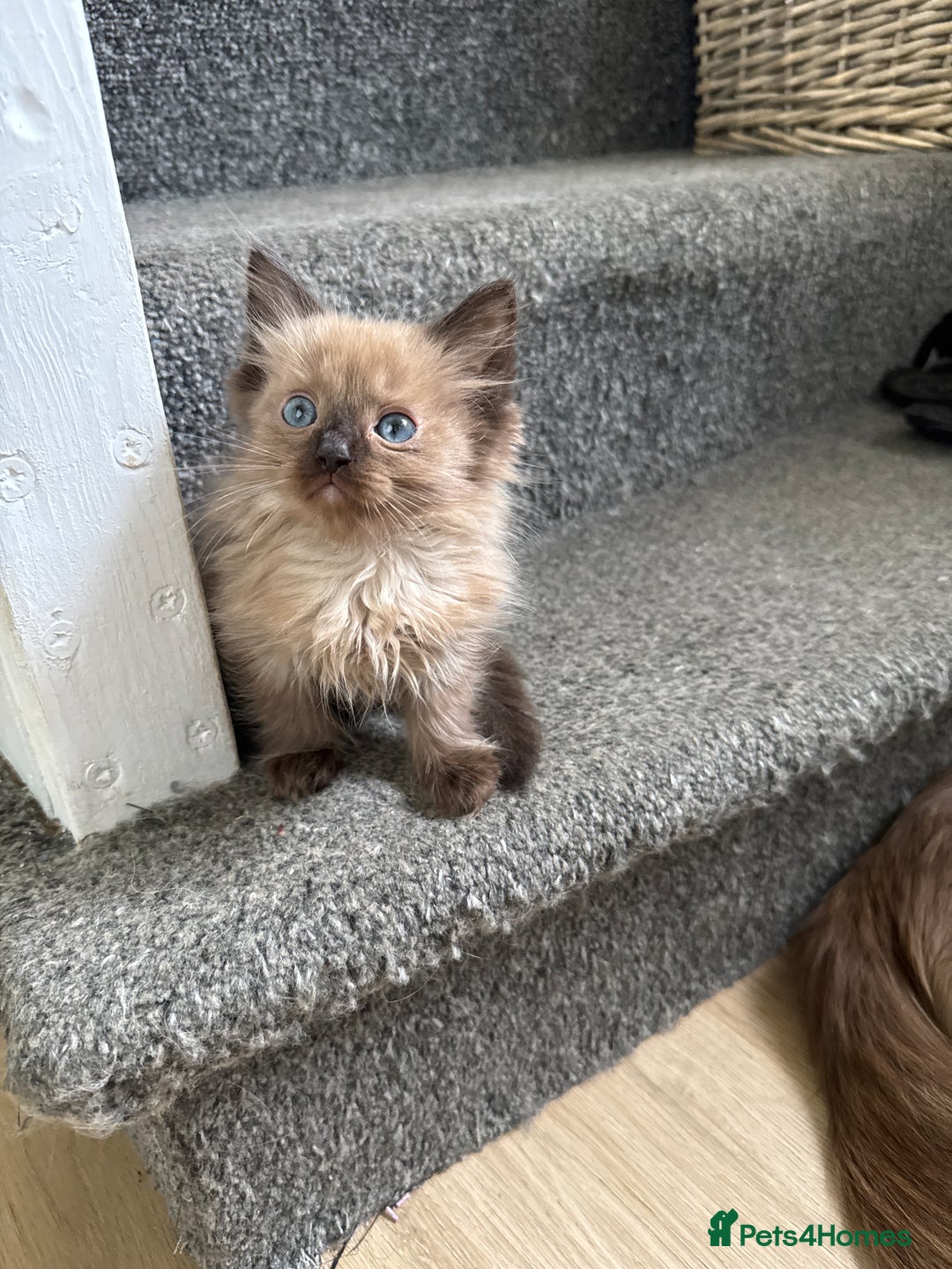 Ragdoll cats for sale: Beautiful Tica registered Ragdoll’s  - Image 18