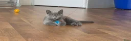 Mixed Breed cats for sale: 3 british shorthair cross kittens, playful & fun - Advert 15