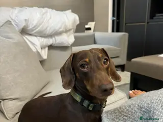 Miniature Dachshund dogs Our gorgeous boy's looking for his Girlfriend - Advert 1