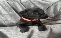 Labrador Retriever dogs for sale: Beautiful KC registered Labrador puppies - Image 25