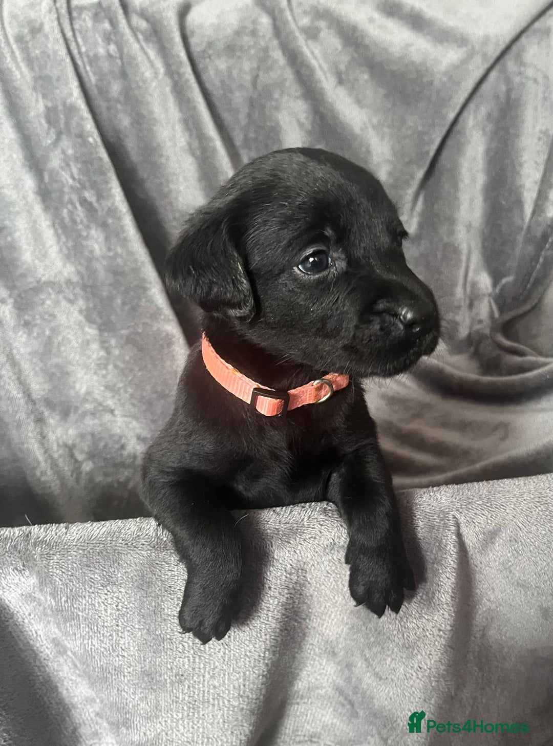 Labrador Retriever dogs for sale: Beautiful KC registered Labrador puppies - Image 25