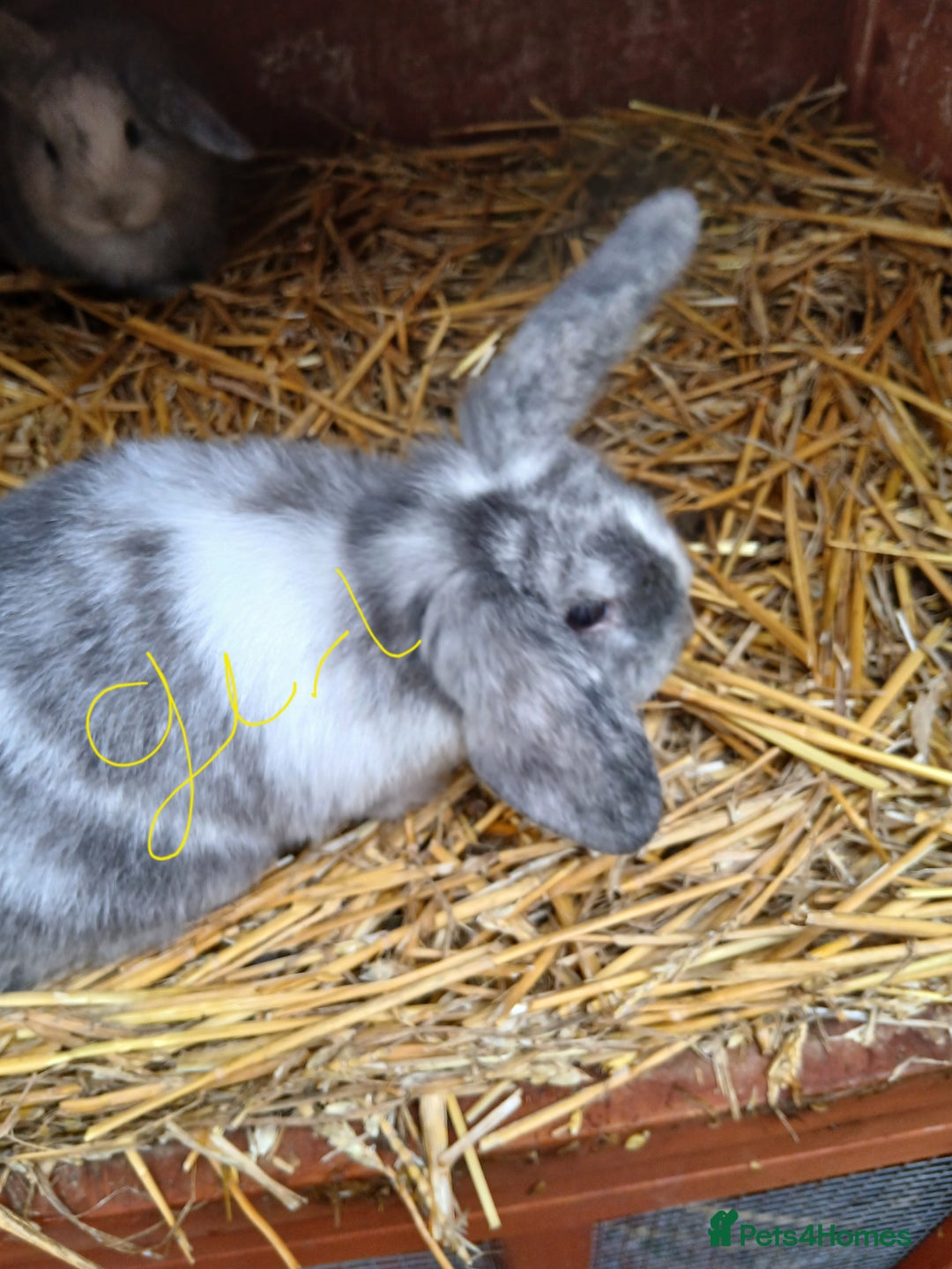 Mini Lop rabbits for sale: Plush lop baby rabbit - Advert 3
