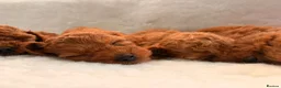 Cavapoo dogs for sale: Stunning Fox red F1b cavapoo puppies in Cranbrook - Advert 12