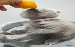 Scottish Fold cats for sale: Scottish fold / straight kittens for sale  - Image 8