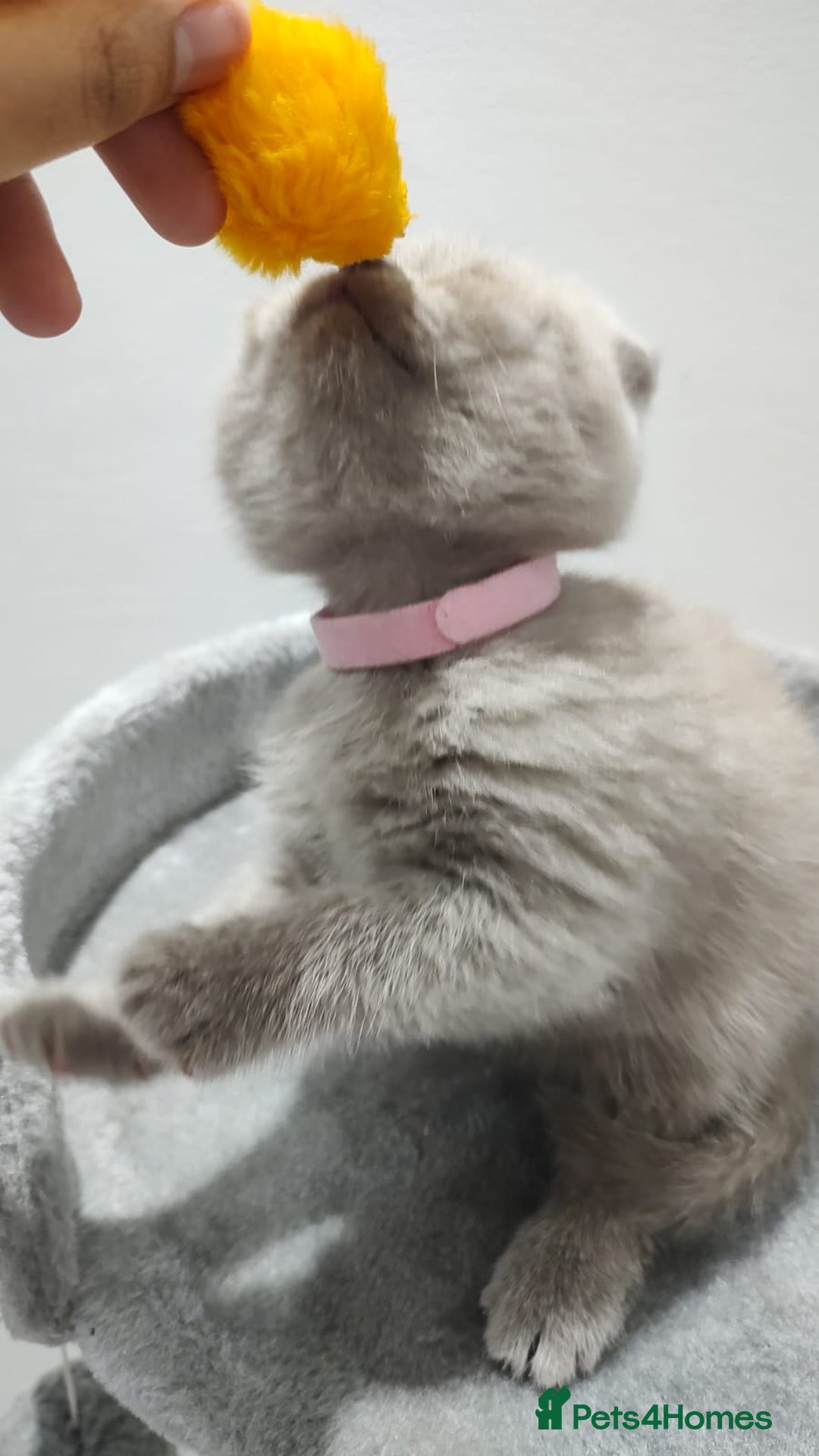 Scottish Fold cats for sale: Scottish fold / straight kittens for sale  - Image 8