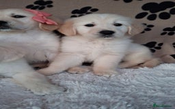 Golden Retriever dogs for sale: Kc, health tested, show type, golden retrievers. - Advert 22