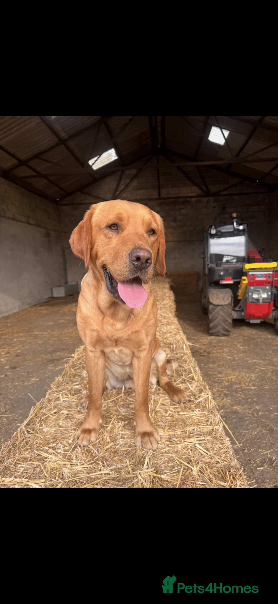 Labrador Retriever dogs KC Registered Lab For Stud - Advert 5