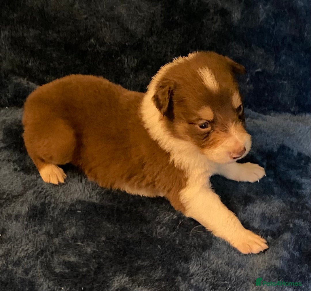 Border Collie dogs for sale: Quality Red, White & Gold Border Collie Pups - Advert 17