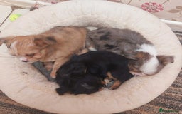 Mixed Breed dogs for sale: Ready to collect  - Advert 3