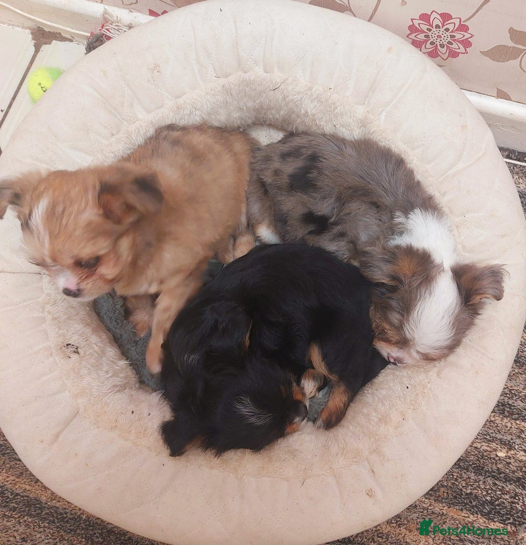 Mixed Breed dogs for sale: Ready to collect  - Advert 3