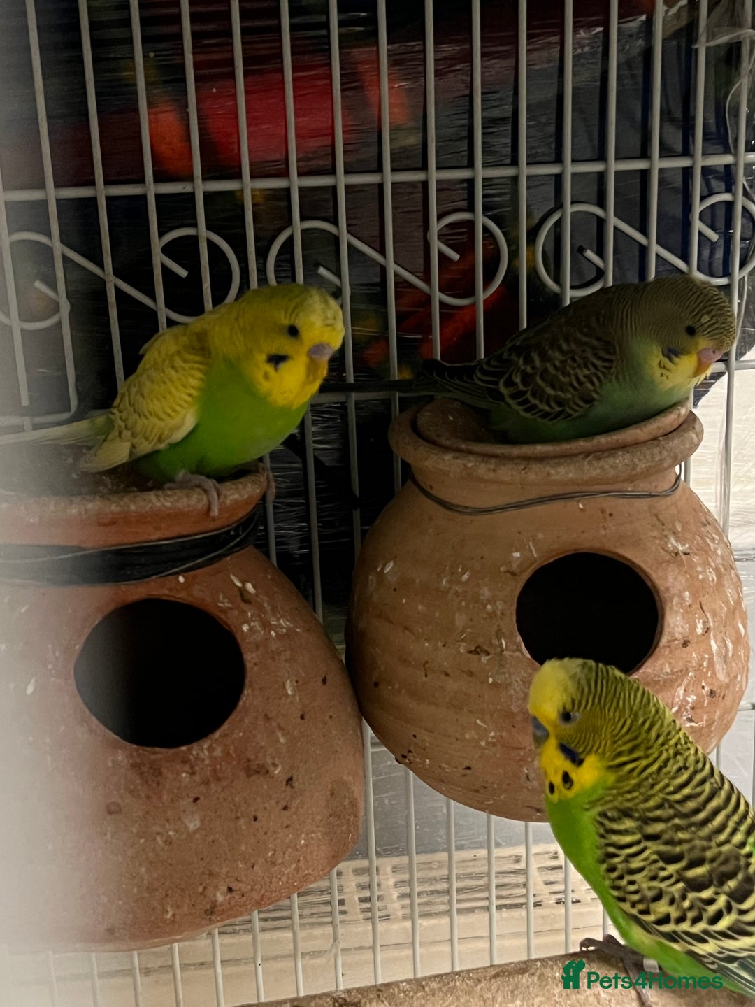 Budgerigars birds for sale: Budgerigars / Budgies - Image 6