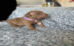 American Bully dogs for sale: Stunning pocket bullie’s  - Image 7