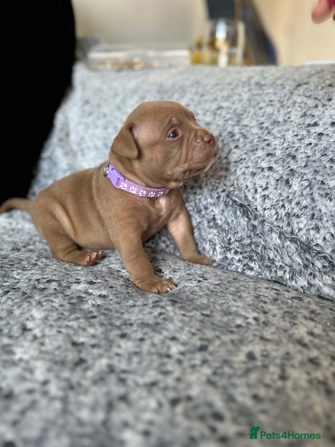 American Bully dogs for sale: Stunning pocket bullie’s  - Image 7