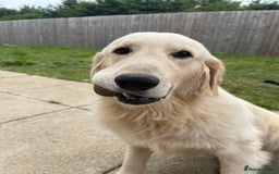 Golden Retriever dogs for sale: Golden retriever 10 months  - Image 4
