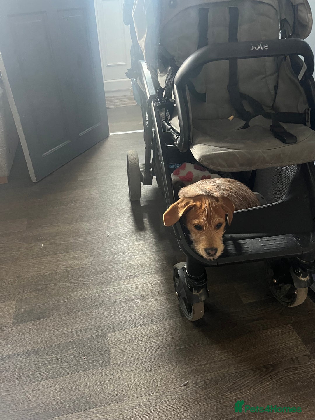 Mixed Breed dogs for sale: Ziggy - Image 3