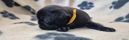 Pug dogs for sale: 3x pug girls 1x pug boy - Advert 14