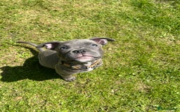 Staffordshire Bull Terrier dogs for stud: Kingston: Staffy cross stud  in Ilford - Image 8