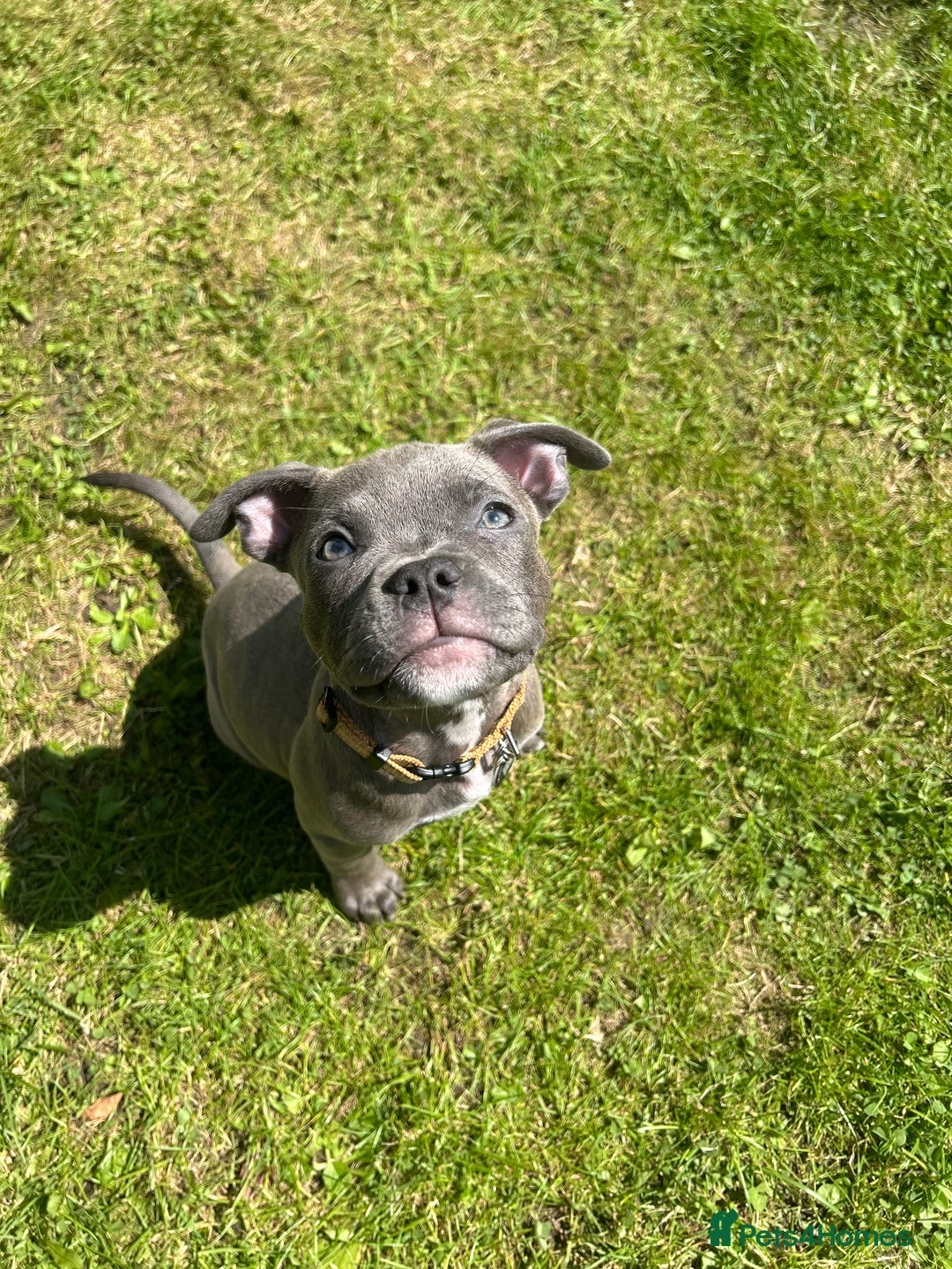 Staffordshire Bull Terrier dogs for stud: Kingston: Staffy cross stud  in Ilford - Image 8