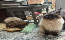 Ragdoll cats for sale: Ragdoll - Pedigree  - Image 19