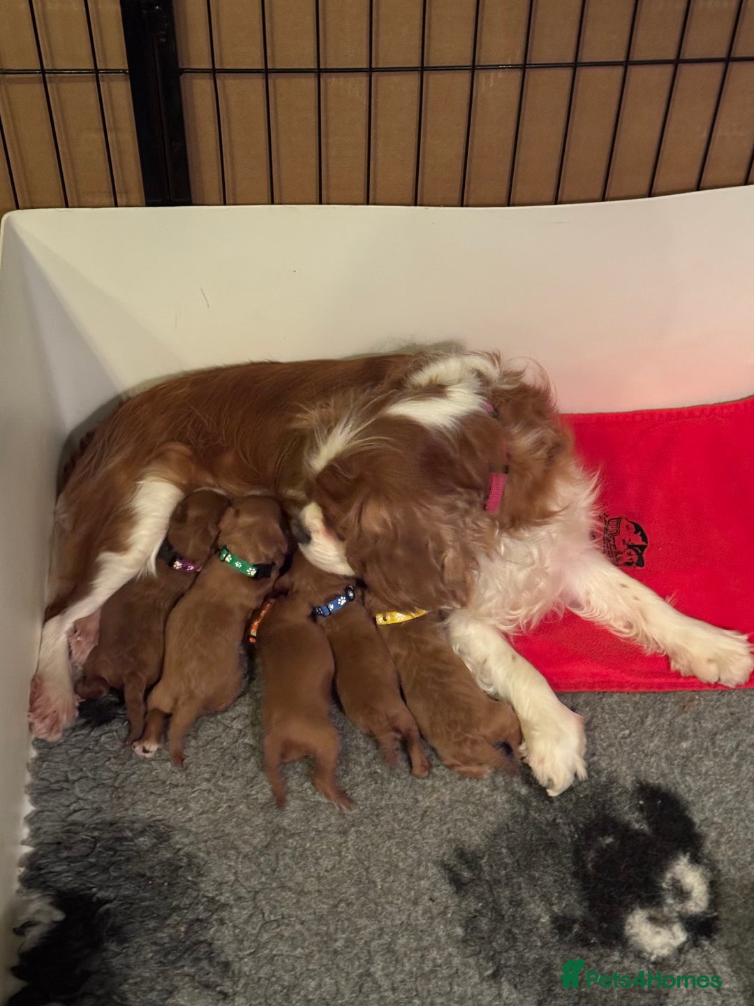 Cavapoo dogs for sale: Stunning F1 Toy Cavapoo’s 5* licensed breeder DNA - Advert 9