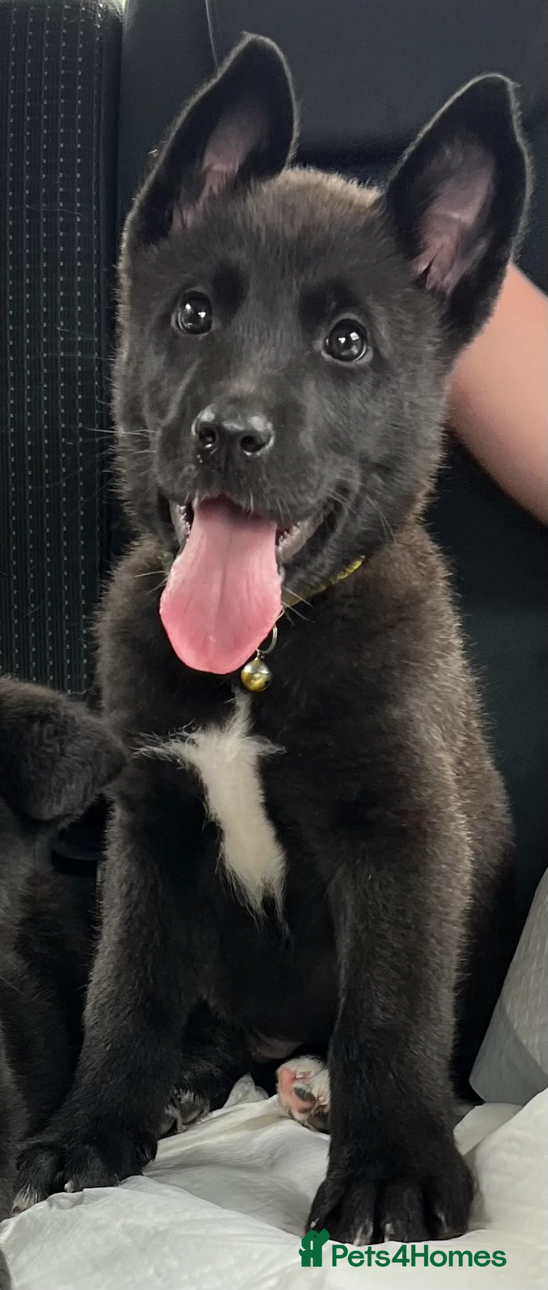 Mixed Breed dogs for sale: 2 year old male  in Loughborough - Advert 2
