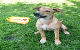Mixed Breed dogs for adoption: 💖🐶 BAMBY 🐶💖 - Image 1