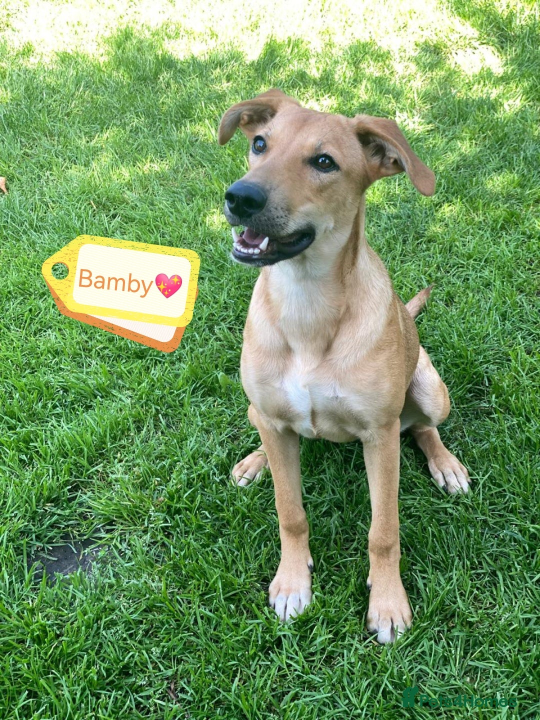 Mixed Breed dogs for adoption: 💖🐶 BAMBY 🐶💖 - Image 1