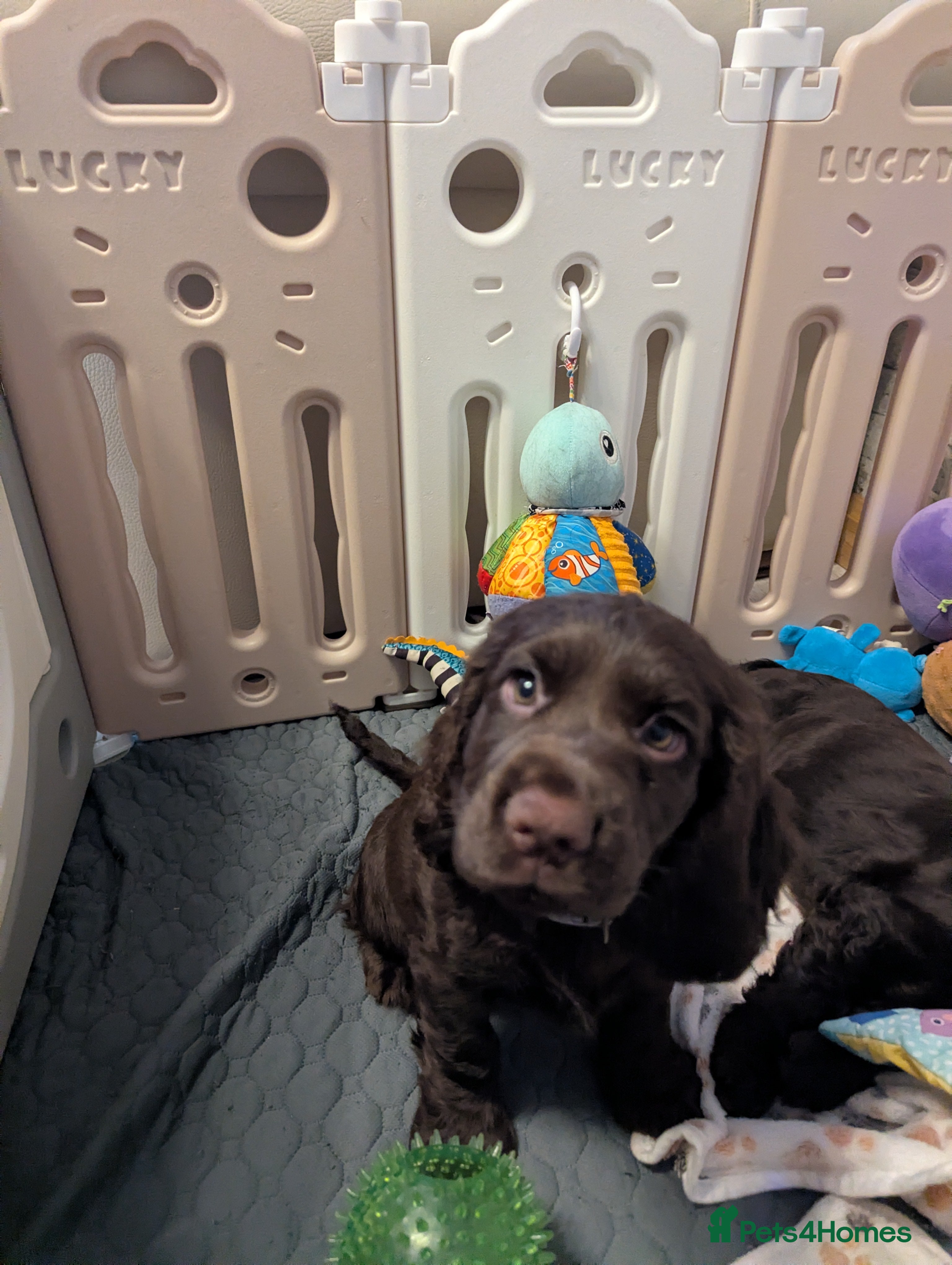 Cocker Spaniel dogs READY NEW HOME 🏡 LEFT 2 BOYS💙  - Advert 17