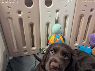 Cocker Spaniel dogs READY NEW HOME 🏡 LEFT 2 BOYS💙 - Advert 17