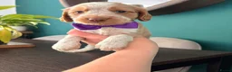 Cocker Spaniel dogs for sale: KC Reg, Show Cocker Spaniel pups, 100% clear - Advert 9