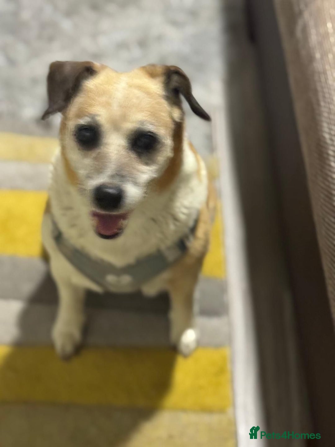 Mixed Breed dogs for adoption: Sweetheart Folti needs her home - Advert 11