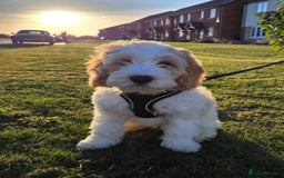 Cockapoo dogs for sale: Rehoming of a cockapoo due to family health issue - Image 6