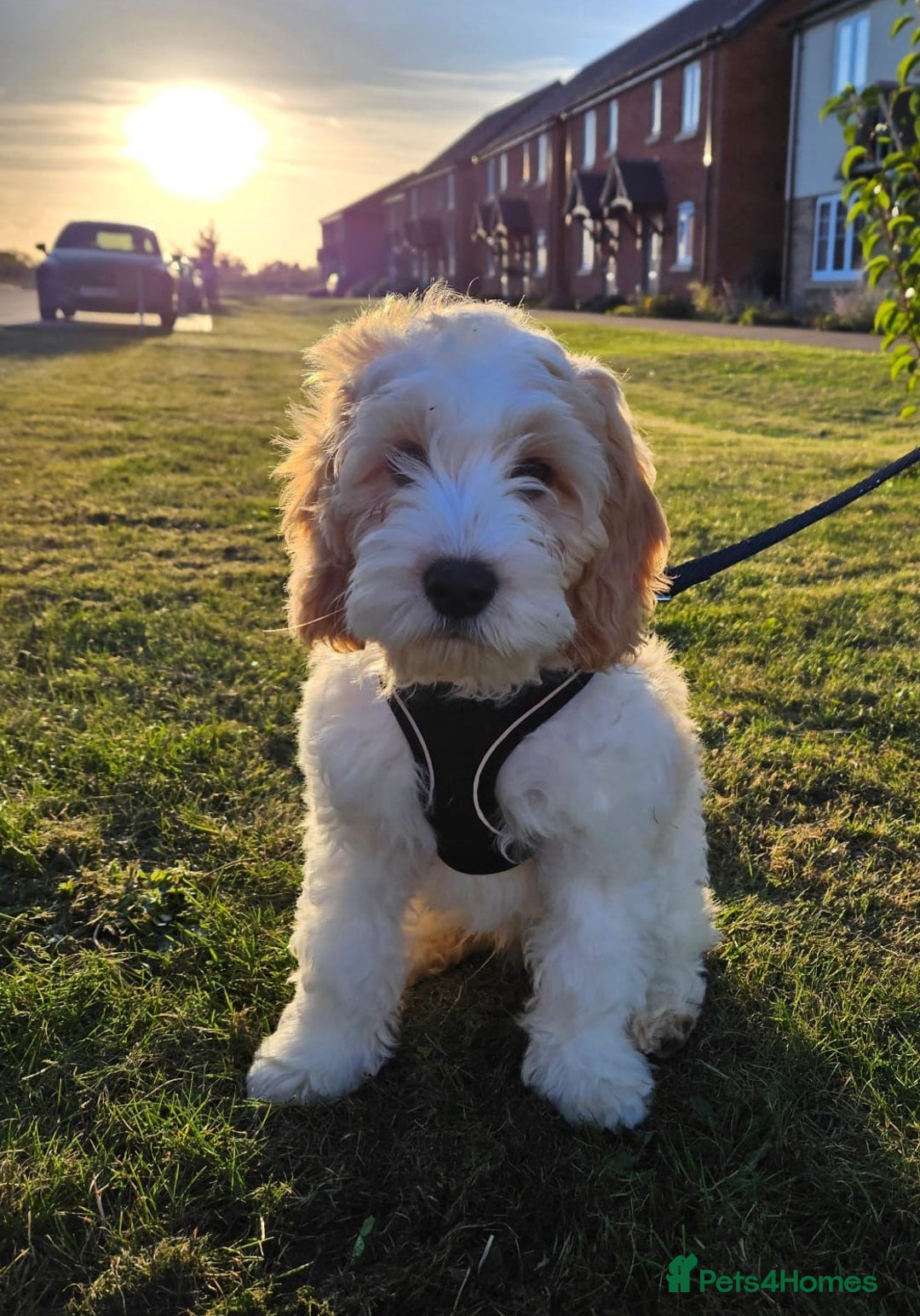 Cockapoo dogs for sale: Rehoming of a cockapoo due to family health issue - Image 6
