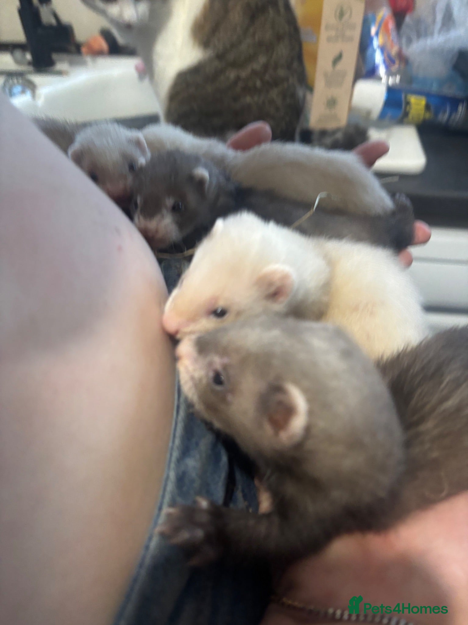 Ferret rodents 9 ferret kits - Advert 13