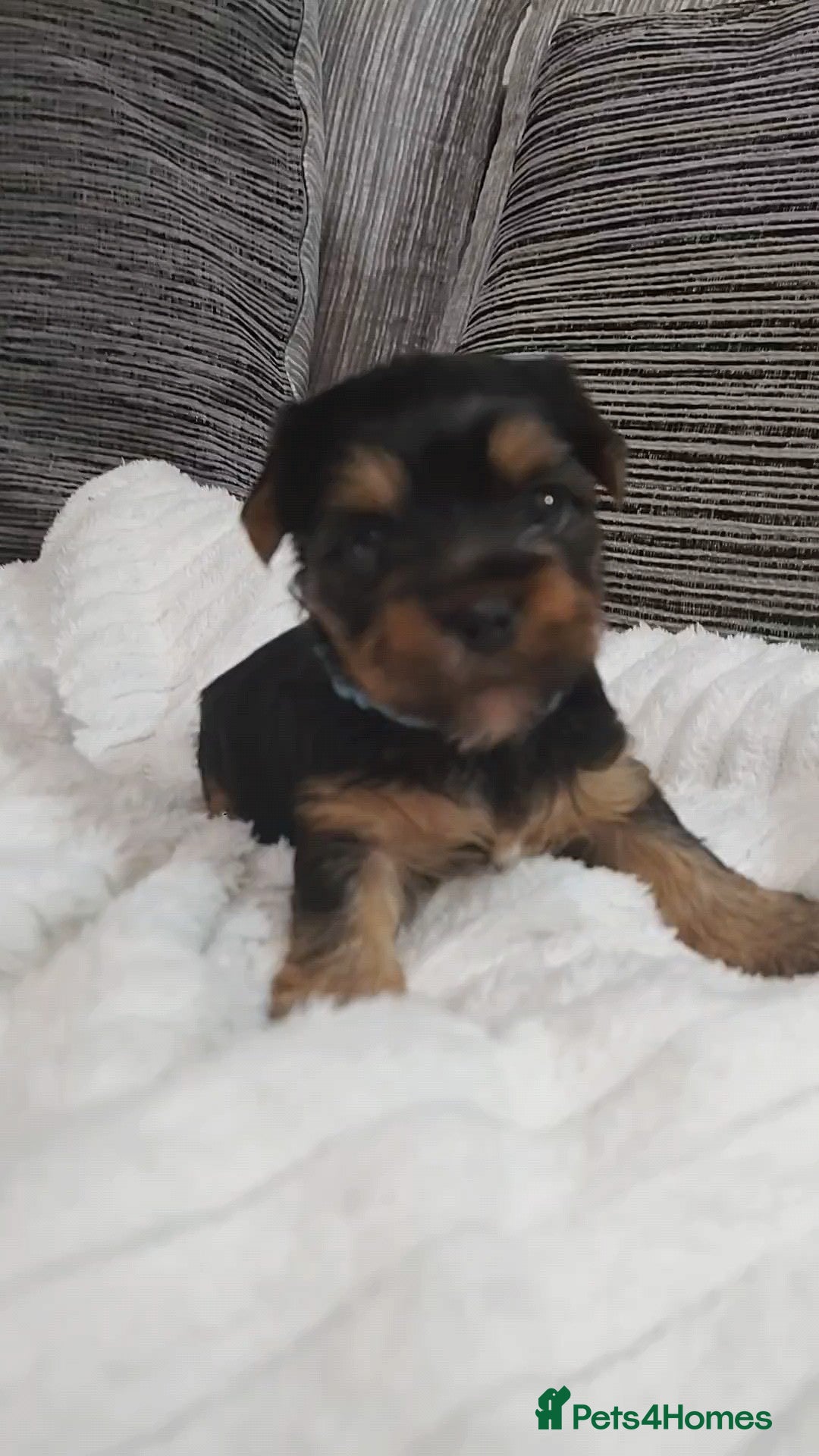 Yorkshire Terrier dogs for sale: Adorable Mini Yorkshire Terrier Puppies - Advert 19