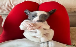 Whippet dogs for sale: KC Registered Blue Whippets - Image 19