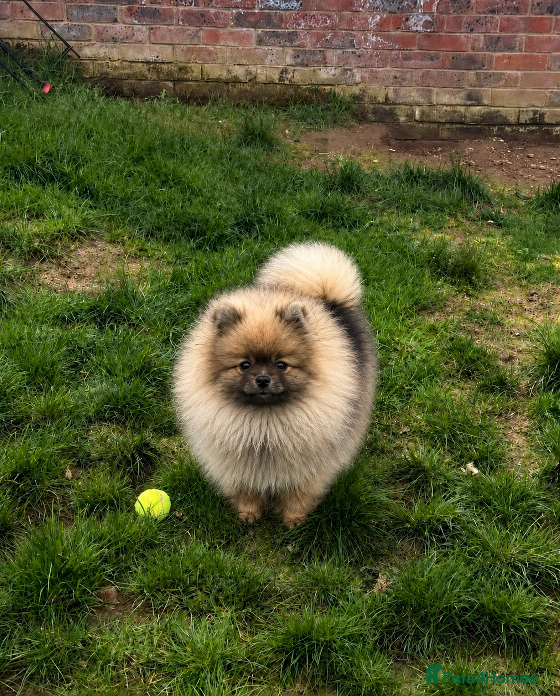 Pomeranian dogs REDUCED RARE boy🔝Quality! 40+🏆 in his lines - Advert 13