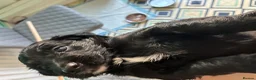 Cockapoo dogs for sale: 5 beautiful home raised Cockapoos - Advert 5
