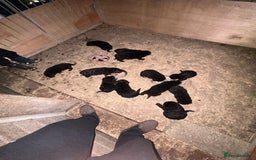 German Shepherd dogs for sale: German shepherd puppies  - Advert 4