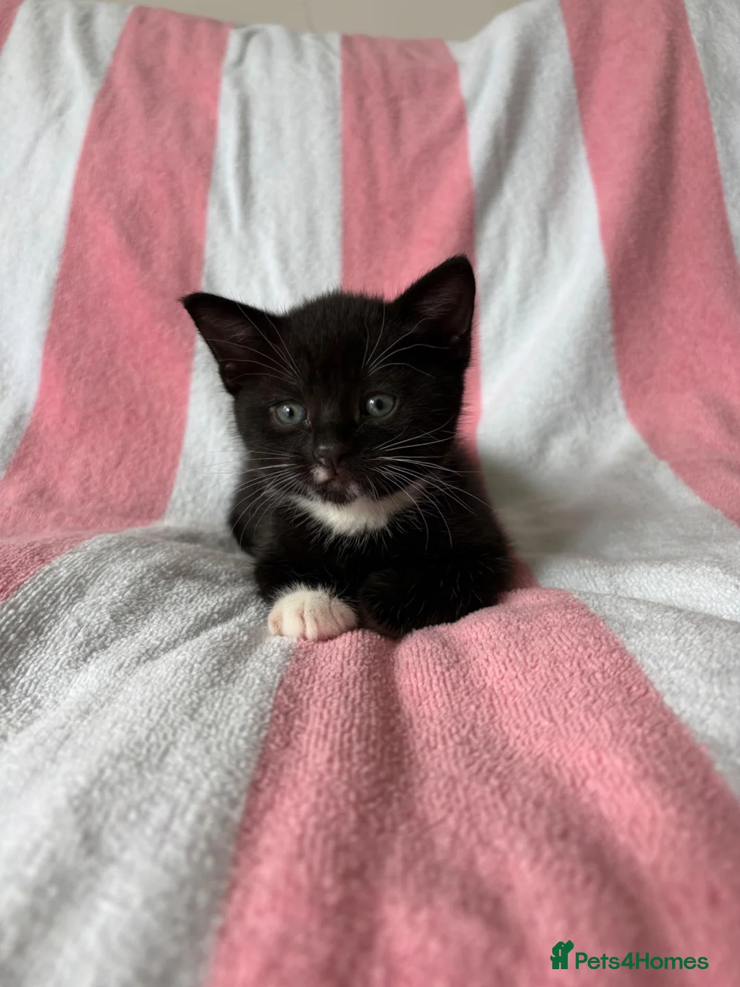Mixed Breed cats for sale: Female kitten  - Advert 9