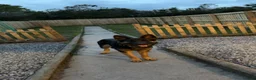 German Shepherd dogs for sale: German shepherd  - Advert 2