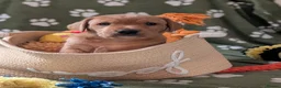 Labrador Retriever dogs for sale: Two gorgeous KC Fox Red Labrador boys left - Advert 12