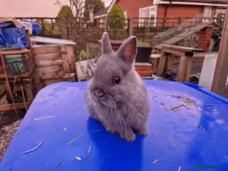 Netherland Dwarf rabbits Adorably Cute Baby Netherland Dwarves- M and F - Advert 2