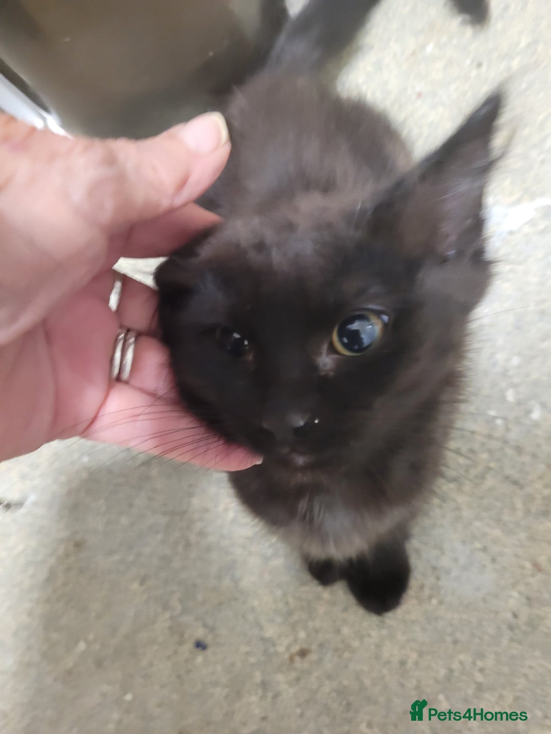 Mixed Breed cats for sale: 2 female kittens    - Image 1