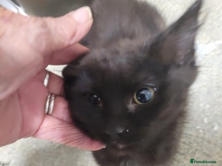 Mixed Breed cats - Advert 30