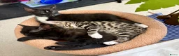 Mixed Breed cats for sale: Half Savannah kittens  in Weymouth - Advert 5