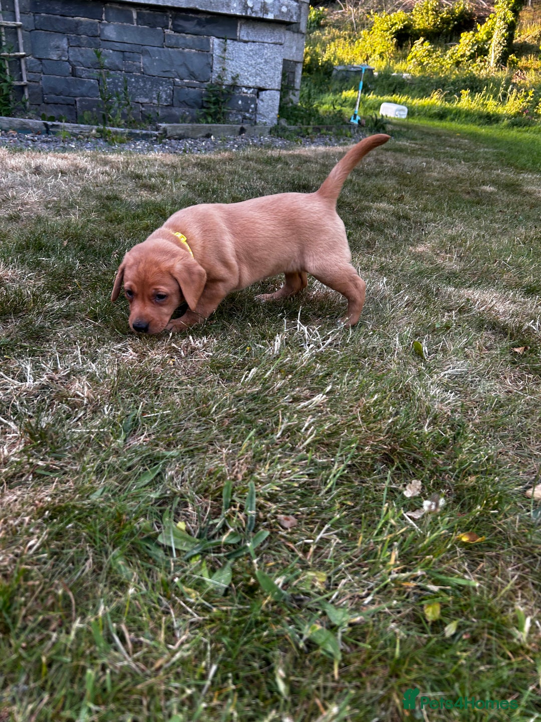 Labrador Retriever dogs for sale: Fox Red Labrador Puppies For Sale in Stranraer - Image 9