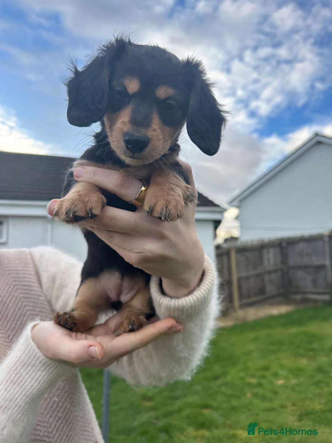 Miniature Dachshund dogs for sale: KC reg Long haired miniature dachshund puppies - Advert 20