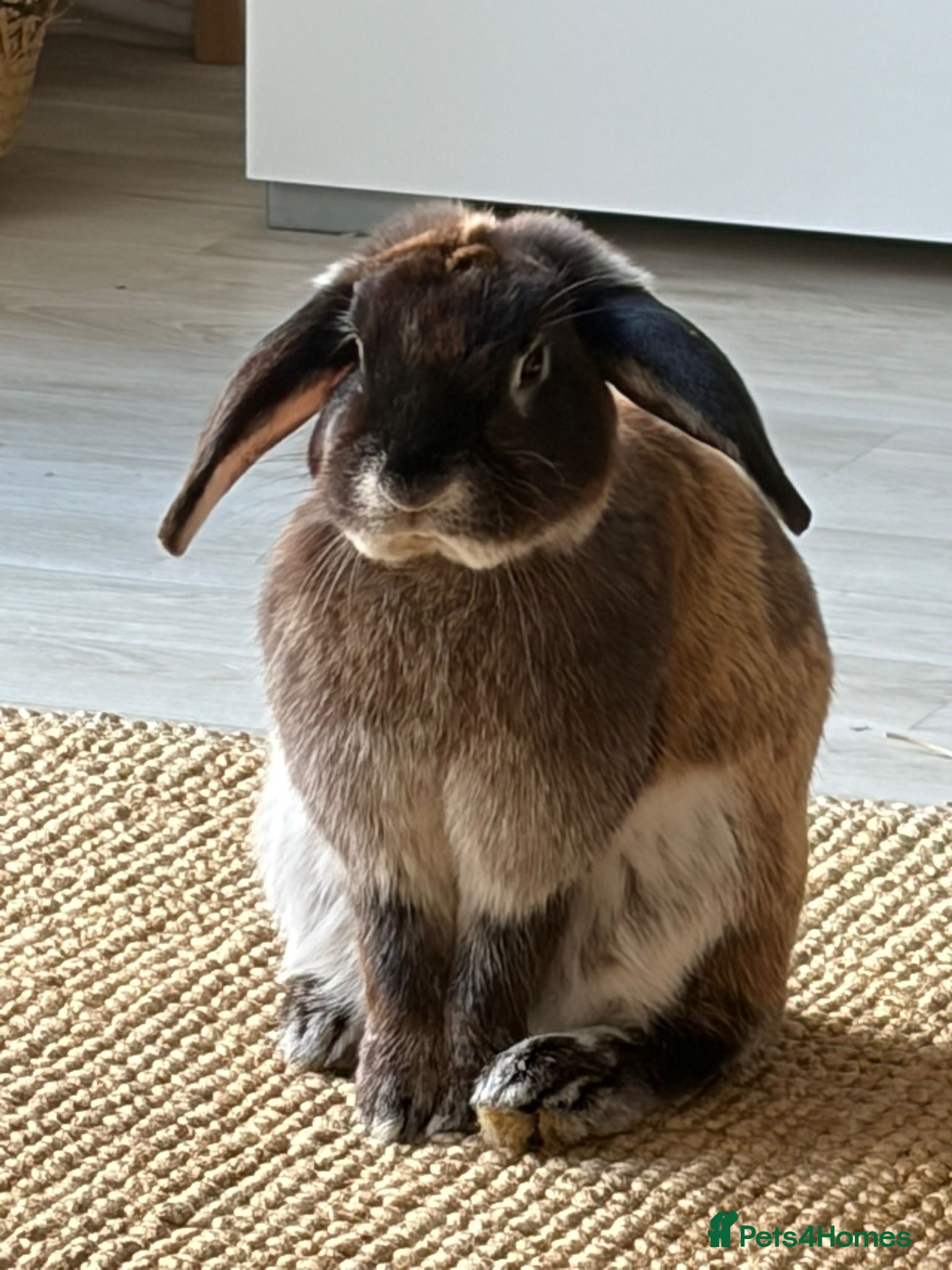 Mixed Breed rabbits for sale: Rescue looking for a loving home - Advert 1
