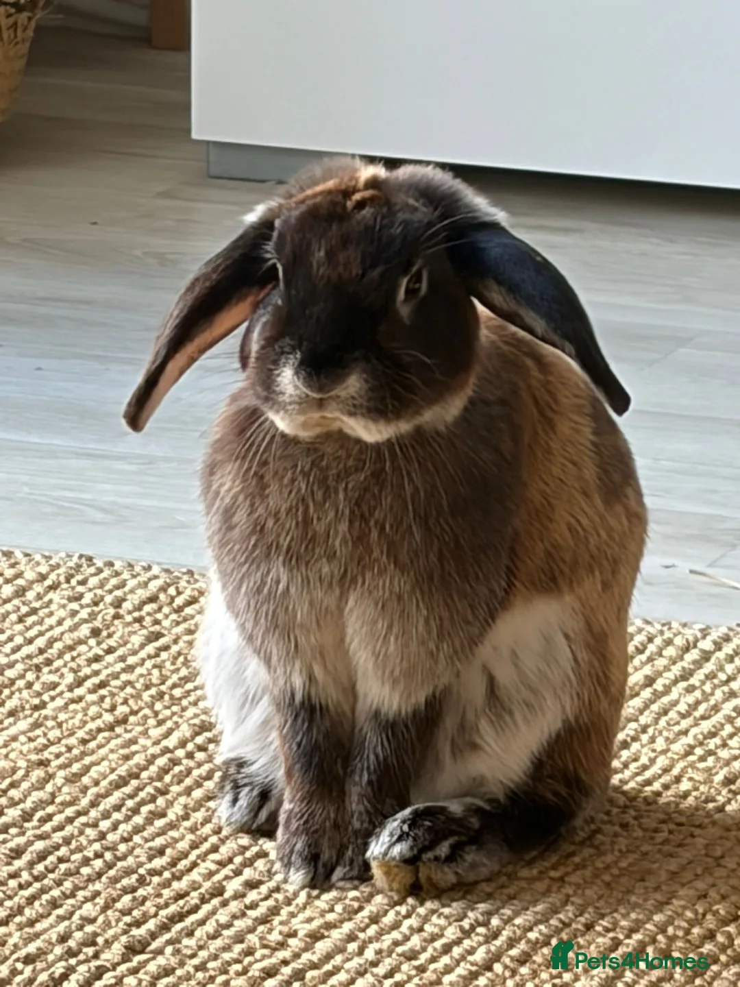 Mixed Breed rabbits for sale: Rescue looking for a loving home in Plymouth - Advert 1